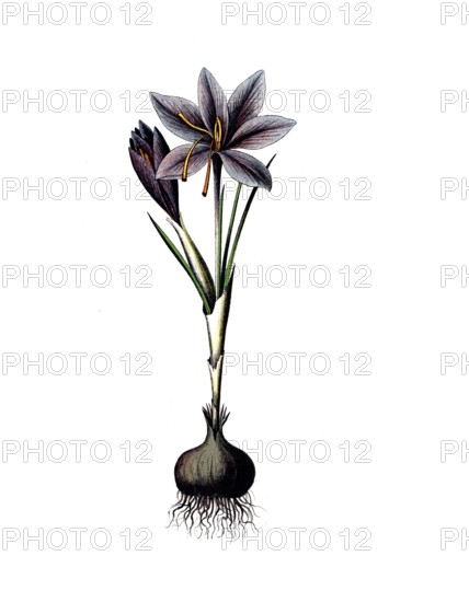 Useful plants, cultivated plants, saffron, crocus sativus, school picture, authentic reproduction