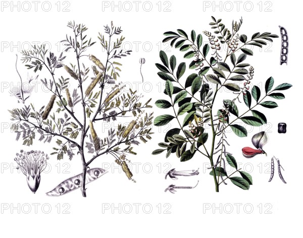 Useful plants, cultivated plants, Verek Gummiacacie, Acacia verek and indigo plant, Indigofera