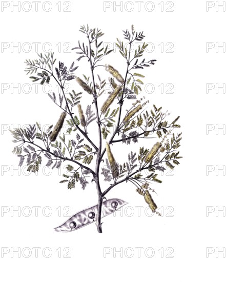 Useful plants, cultivated plants, Verek Gummiacacie, Acacia verek, school picture, authentic
