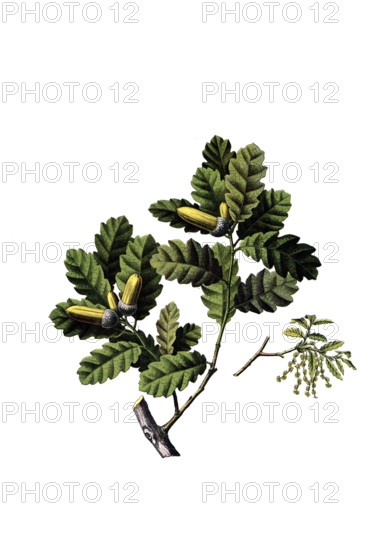 Useful plants, cultivated plants, gall apple oak, Quercus infectoria, school picture, authentic