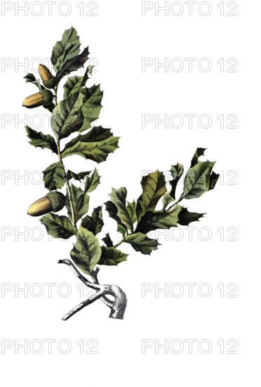 Useful plants, cultivated plants, cork oak, Quercus suber, school picture, authentic reproduction