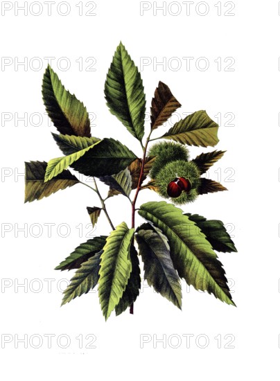 Useful plants, cultivated plants, chestnut, castanea vesca, school picture, authentic reproduction