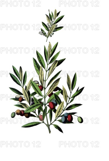 Useful plants, cultivated plants, olive tree, Olea europaea, school picture, authentic reproduction