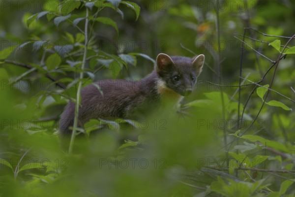 This young pine marten (Martes martes) has probably only recently started hunting on its own, baby