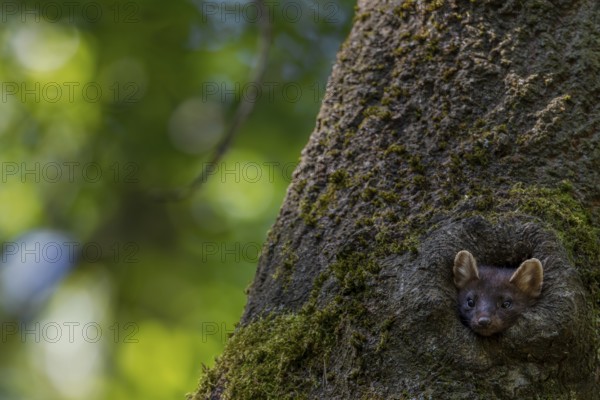 A young pine marten (Martes martes) looks curiously out of a tree hollow, animal children, cute,