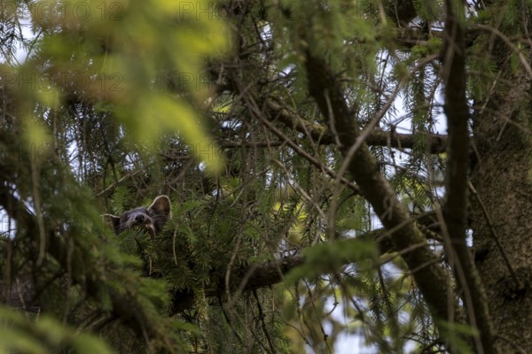 The pine marten (Martes martes) has visibly made itself comfortable on the spruce branch and is