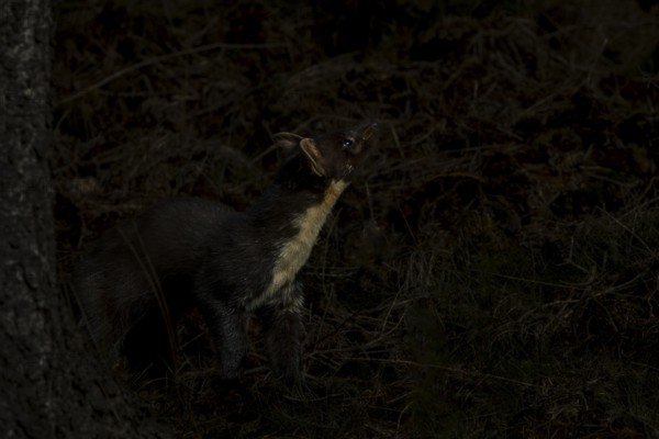 Something in the treetops attracts the attention of the pine marten (Martes martes), perhaps a