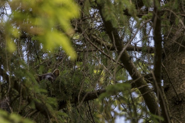 The pine marten (Martes martes) has visibly made itself comfortable on the spruce branch, sleeping