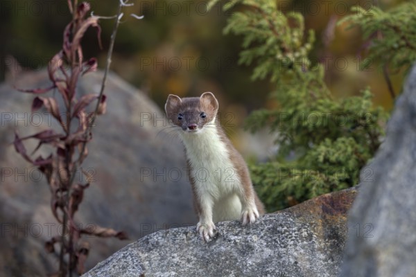 The stoat (Mustela erminea), also known as the great weasel, looks curiously at the photographer,