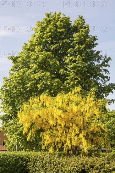 Flowering Golden chain (Laburnum) or Golden rain in front of a chestnut tree in Ystad, Skåne