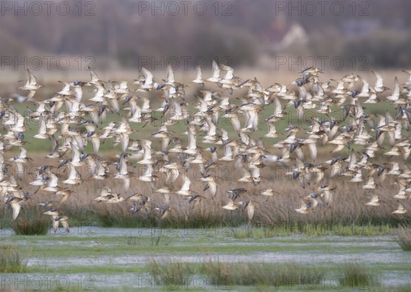 Large flock of ruff (Calidris pugnax) in flight over a grassy landscape, Dümmer nature park Park,