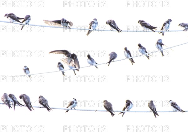 Many swallows Sand martins (Riparia riparia) sitting on wires in a communal cluster against a white