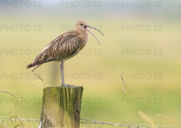 Eurasian curlew (Numenius arquata) calling with long open beak on a fence post in green