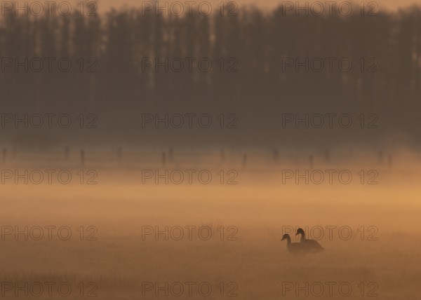 Two greylag geese (Anser anser) stand in the soft morning mist on a meadow, framed by a forest