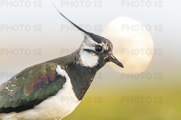 Dümmer nature park Park, Lower Saxony, GermanyA lapwing (Vanellus vanellus) with dark and