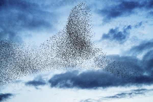 Hüde, Lower Saxony, Germany, Large flock of starlings (Sturnus vulgaris) flying in cloudy sky,