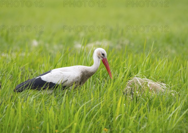 A stork (Ciconia ciconia) stands in the tall grass next to its nest in a green meadow, Dümmer