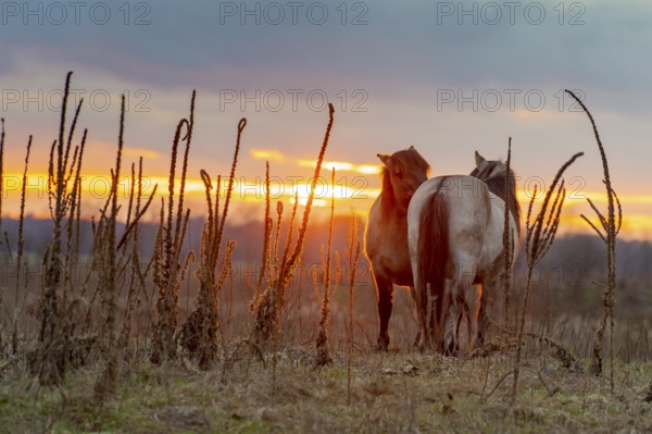 Two Konik horses, an ancient breed descended from Equus ferus ferus (Tarpan), stand in a meadow in