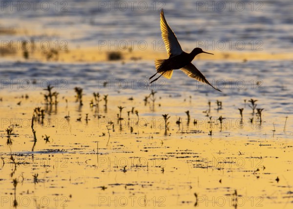 A redshank (Tringa totanus) flies just above the surface of the water in the golden light of