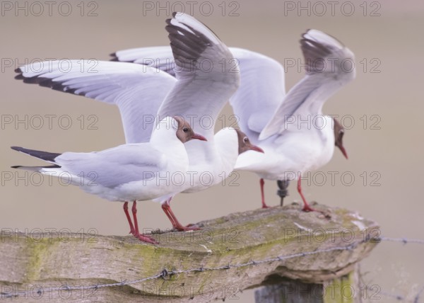 Three black-headed gulls (Larus ridibundus) landing on a fence, wings outstretched, Dümmer nature