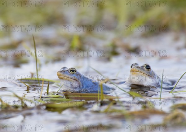 Two moor frogs (Rana arvalis) in the water with plants in the background, Dümmer nature park Park,