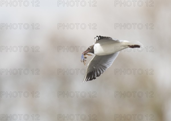 Black-headed Black-headed Gull (Larus ridibundus) in the air with a blue moor frog (Ranaarvalis) in