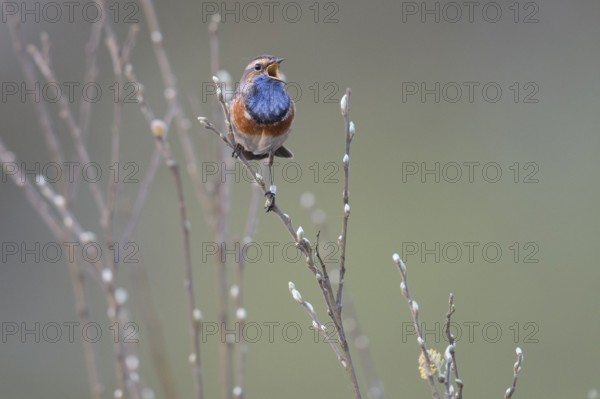 A bluethroat (Luscinia svecica) with colourful plumage sings on a branch in a natural environment,