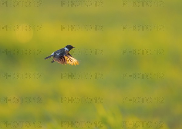 Stonechat (Saxicola rubicola) in flight against a blurred green background, Dümmer nature park
