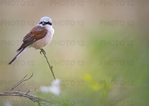 A male red-backed shrike (Lanius collurio) sitting on a thin branch with blurred background, Dümmer
