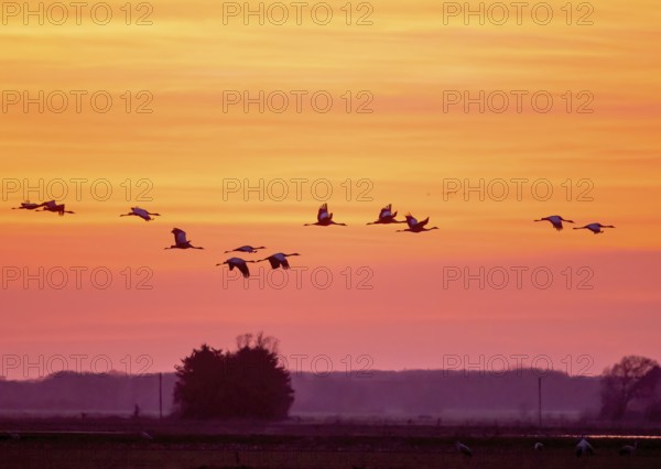 Cranes (Grus grus) flying in front of a bright orange sky at sunset, Dümmer nature park Park, Lower