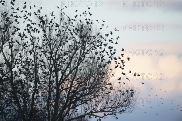 Large flock of starlings (Sturnus vulgaris) flying from a tree into the pastel evening sky, Dümmer