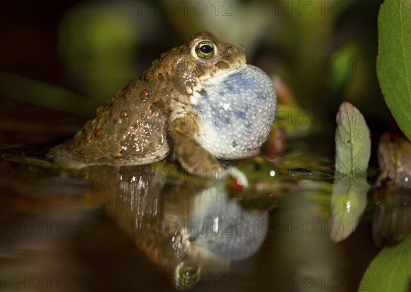A natterjack toad (Bufo calamita) sits in the water with its throat inflated, surrounded by plants,