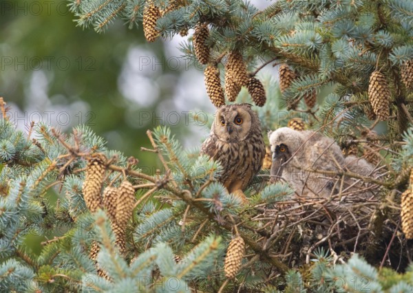 Two long-eared owls (Asio otus) sitting on a branch in a dense pine forest, on the left the adult,