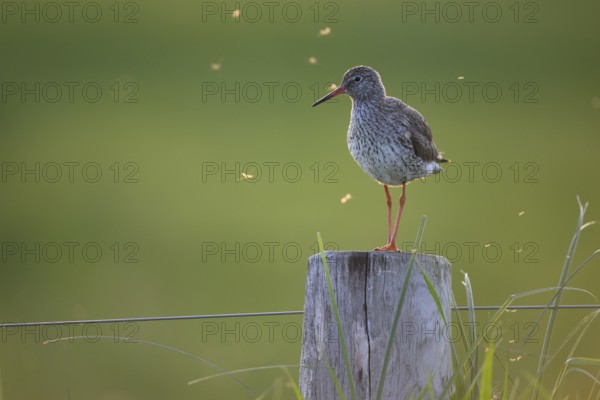 Redshank (Tringa totanus) standing on a wooden post surrounded by flying insects at dusk, Dümmer