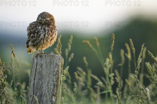 Little owl (Athene noctua) sits with closed eyelids on a wooden post in the middle of a blurred