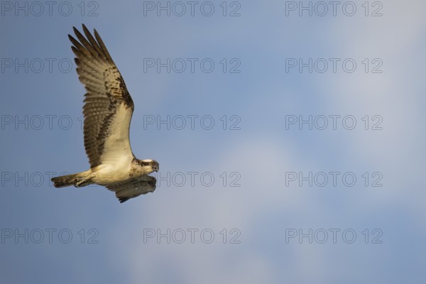 An osprey (Pandion haliaetus) flies majestically against a cloudy sky, bird of prey majestically in