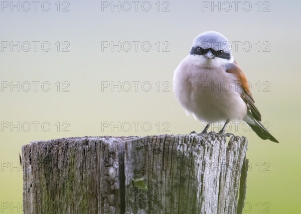 A male red-backed shrike (Lanius collurio) sitting on an old wooden pole branch with blurred
