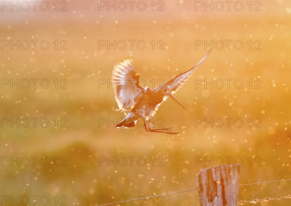 Black-tailed godwit (Limosa limosa) in flight, dramatic lighting, warm orange light, landing on a