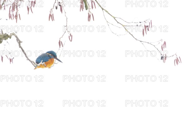 A kingfisher (Alcedo atthis) sits on a wintry branch of a black alder (Alnus glutinosa) with sparse