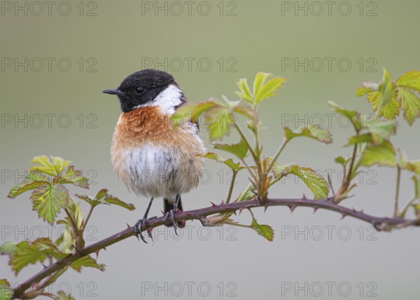 Stonechat (Saxicola rubicola) sitting on a leaf-covered branch of a blackberry vine (Rubus spec.)