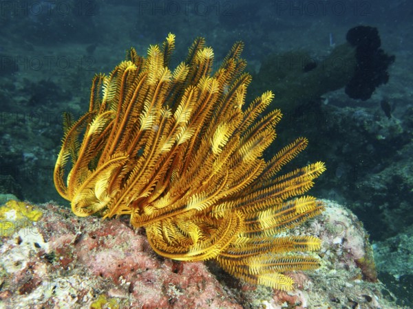 A bright yellow Bushy Feather Star, Variable Yellow Feather Star (Comaster schlegelii) on a coral
