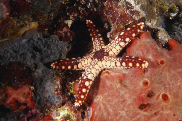 Reddish patterned starfish, pearl starfish (Fromia monilis), on a vivid red coral background. Dive
