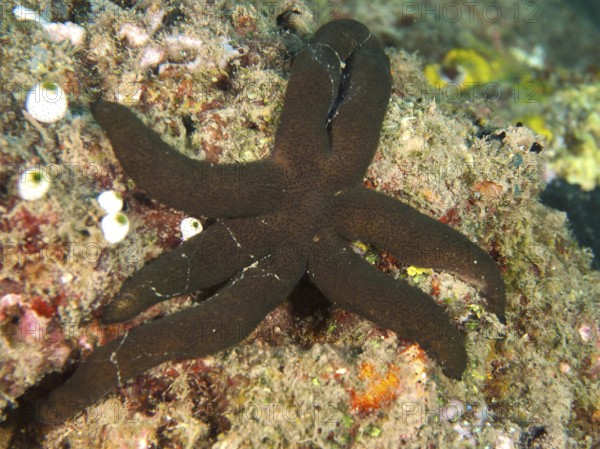 Dark brown starfish, Luzon starfish (Echinaster luzonicus), crawling over a rocky surface. Dive