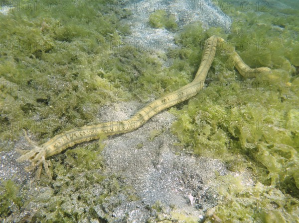 A serpentine sea creature, Feather mouth sea cucumber (Synapta maculata), crawls over algae and