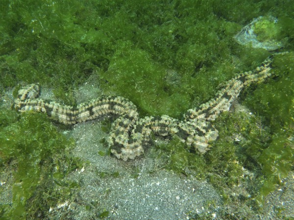 A long Feather mouth sea cucumber (Synapta maculata) meanders over seagrass in an underwater area.