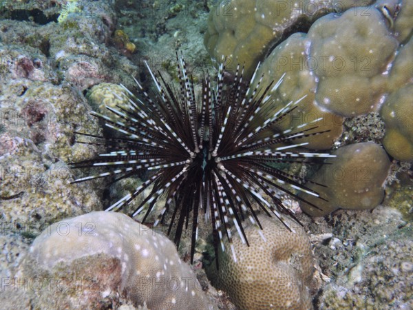 A contrasting sea urchin with sharp spines, banded sea urchin (Echinothrix calamaris), among corals