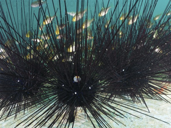 Some fish seek shelter with Arbacia lixula with long spines, Diadema setosum, in the sea. Dive site