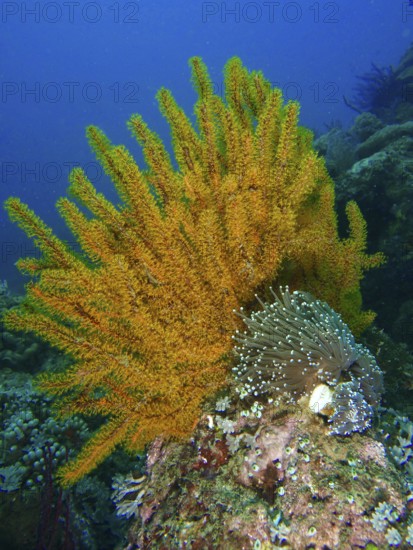 Yellow Feather Star (Comaster schlegelii) and sea anemone on a reef in the sea. Dive site Spice