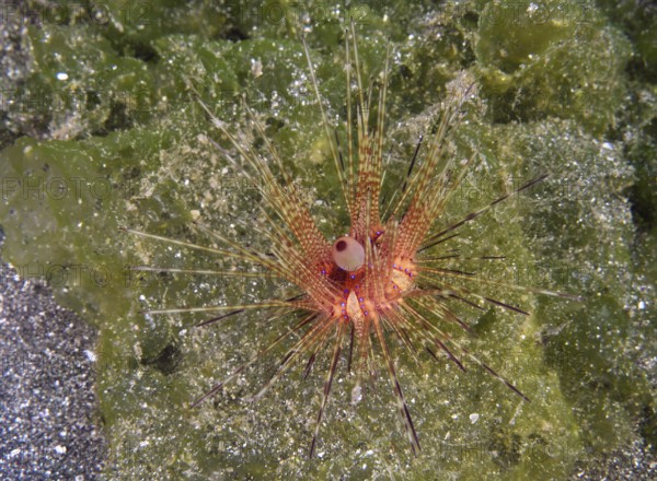 Colourful sea urchin with long spines, Variable Fire Urchin, Blue spotted sea urchin (Astropyga