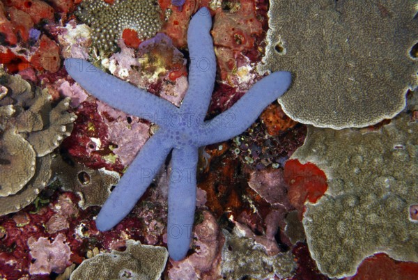 Blue starfish (blue Linckia laevigata) on a colourful coral reef bottom, diverse coral species.